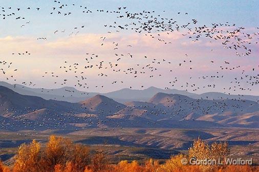 Cloud of Snow Geese_72751.jpg - Evening fly-in of Snow Geese (Chen caerulescens)Photographed in the Bosque del Apache National Wildlife Refuge near San Antonio, New Mexico USA. 